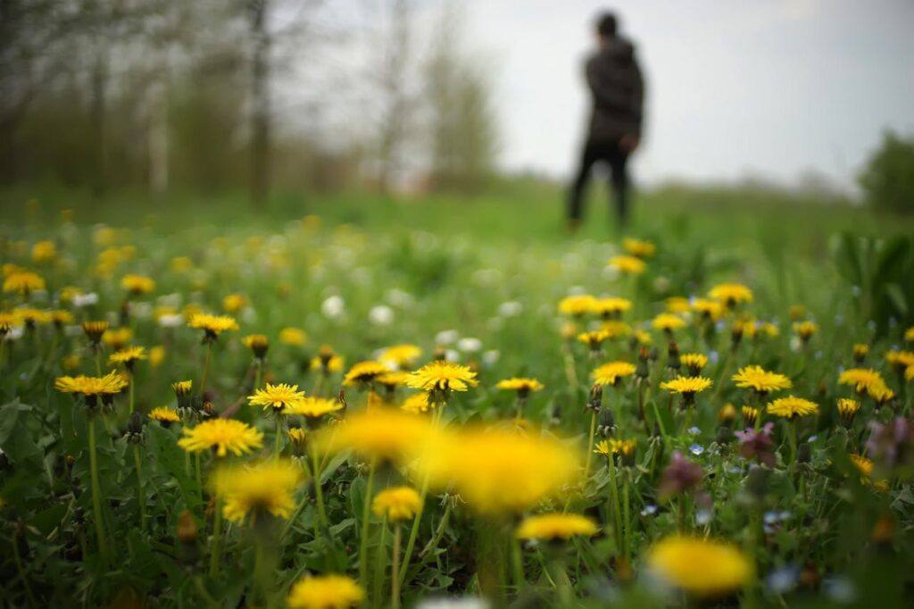 Weed Management Services in Salt Lake City