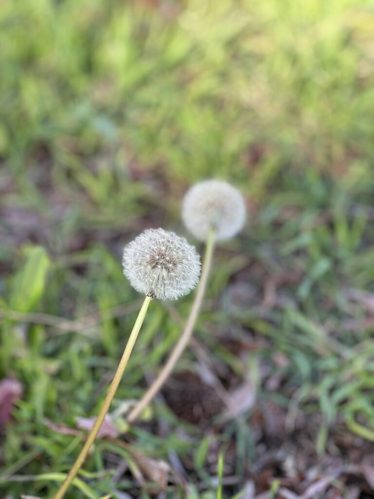 pretty dandelion weeds