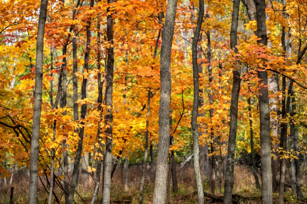 Beautiful fall color