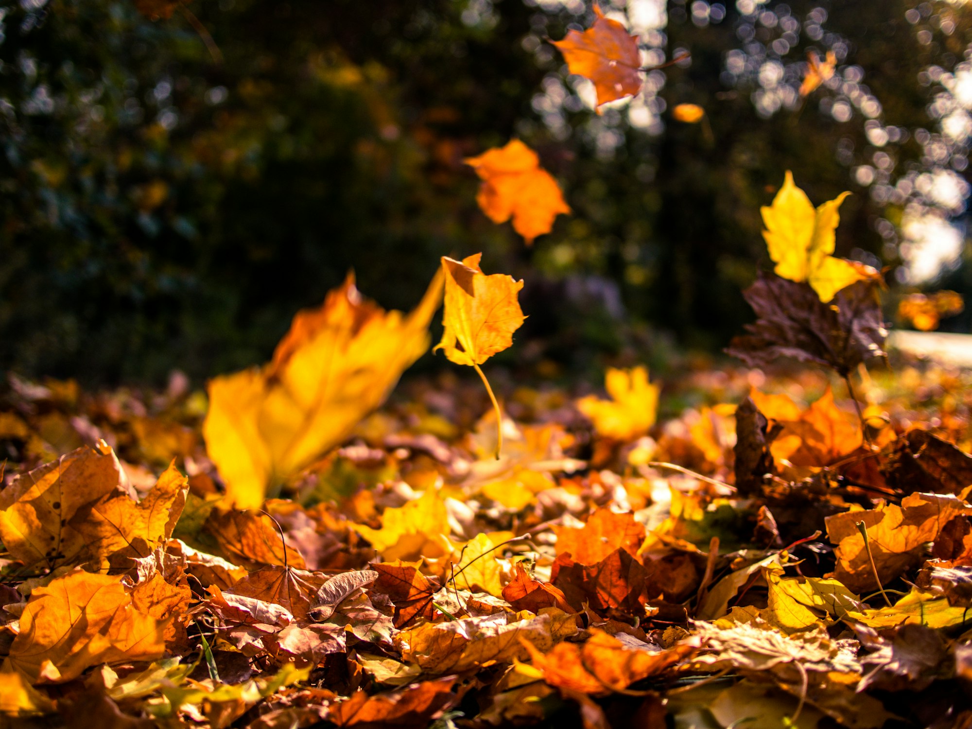 Falling leaves