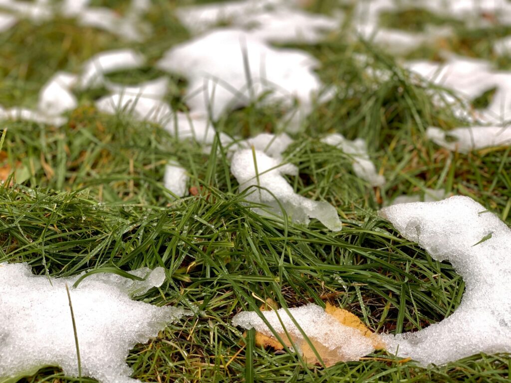 Green grass on lawn covered with the first snow. Fall, winter, nature concept. Winter is coming.