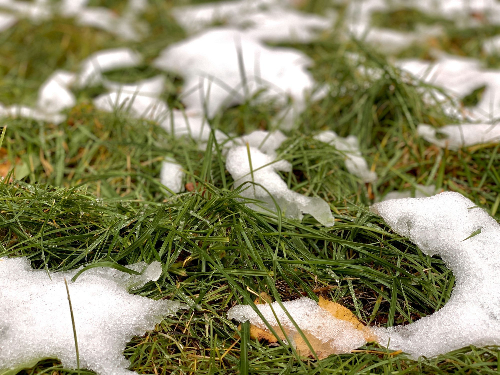 Green grass on lawn covered with the first snow. Fall, winter, nature concept. Winter is coming.