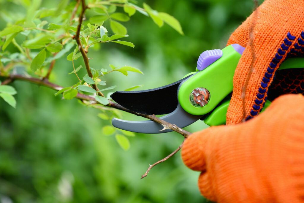 Spring pruning roses in the garden, gardener's hands with secate