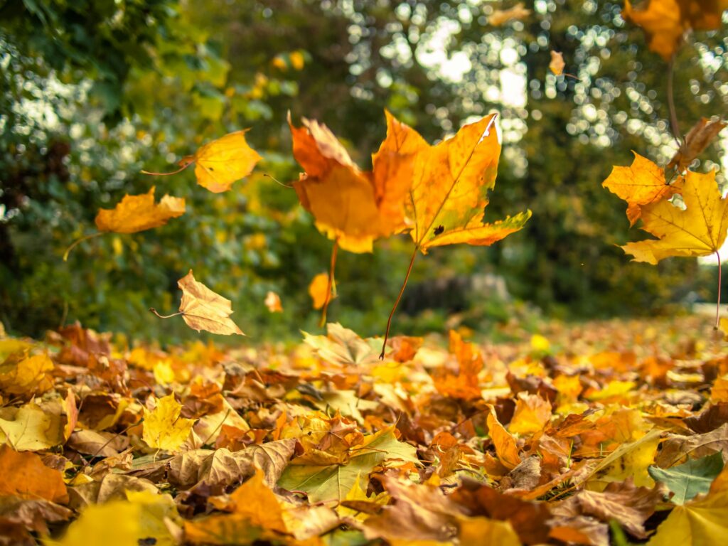 Falling leaves