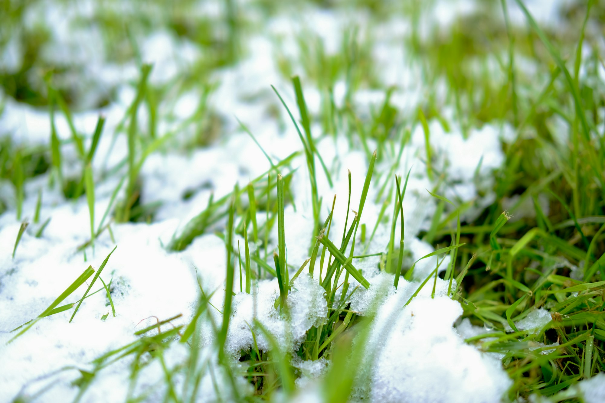 The first snow fell on the green lawn grass. Winter is approaching. Late autumn and first snow