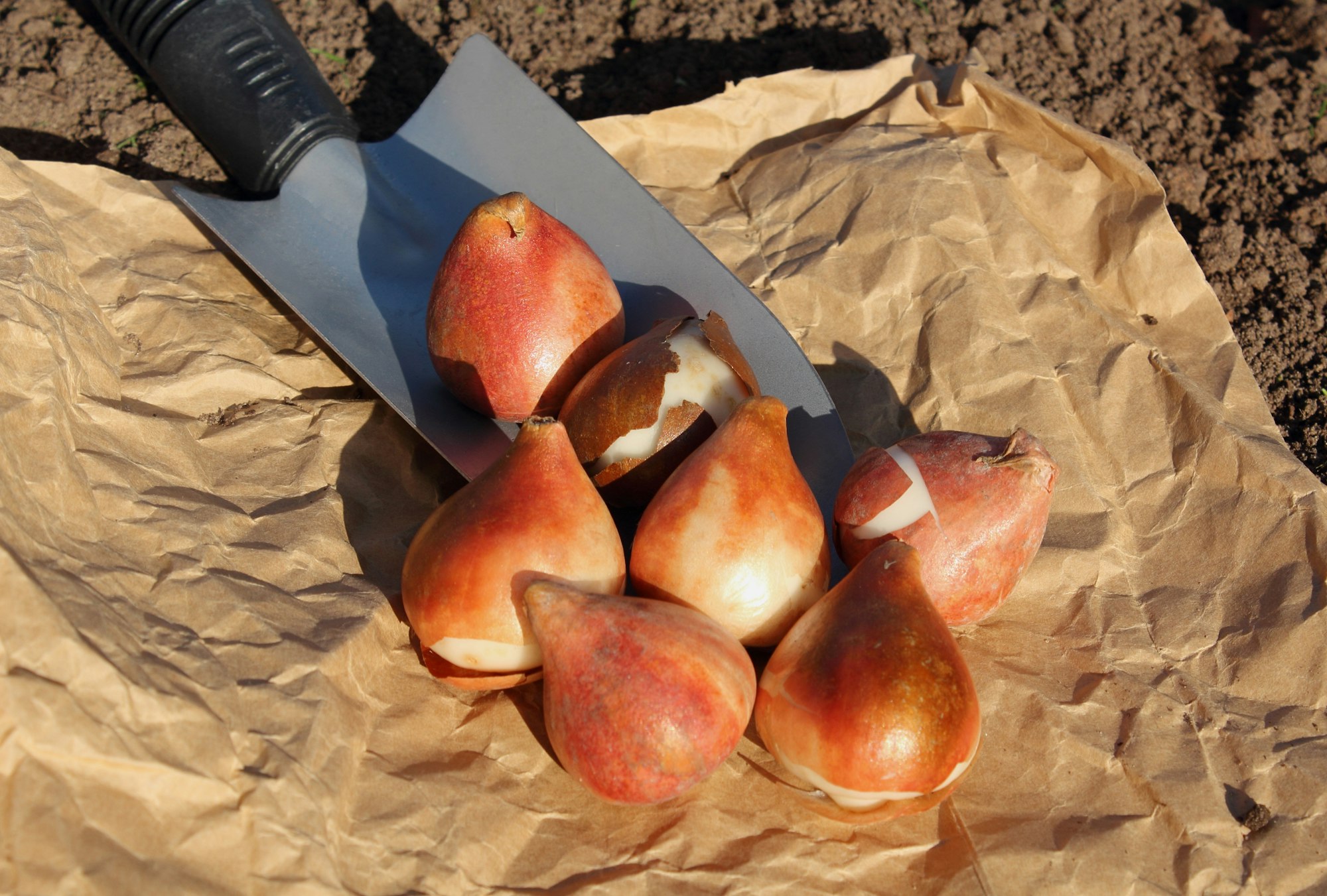 The tulip bulbs and the scoop are on the ground. Preparation for planting.