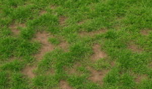 Patchy Lawn