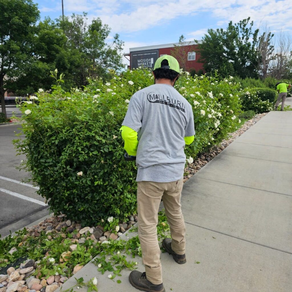 cleanup services for fall